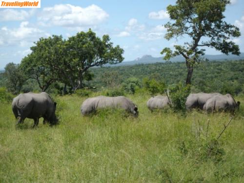Sdafrika: krger10xo0 / Nashörner