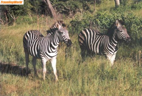 Sdafrika: krager17 / Zebras