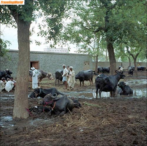 Pakistan: 008c / 