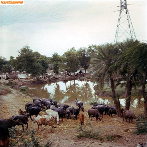 Pakistan: 008f / 