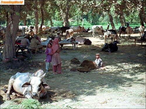 Pakistan: 008 / 
