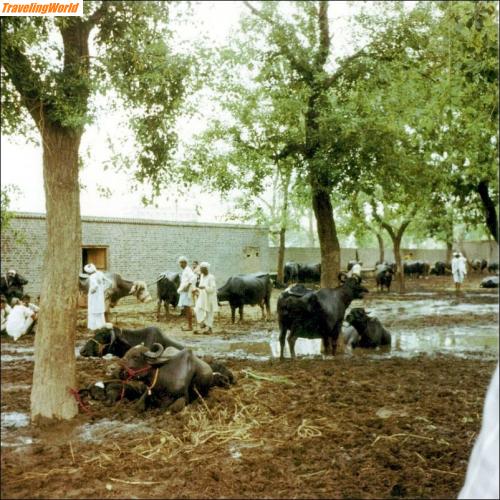 Pakistan: 008e / 