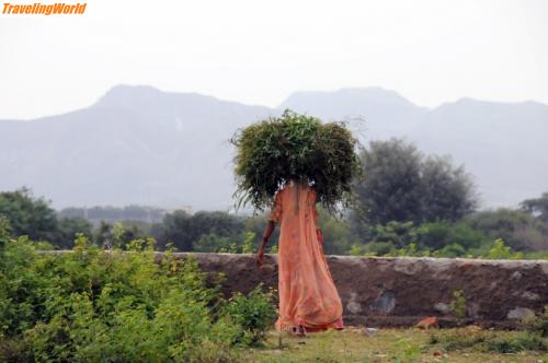 Indien: India_20080826_019 / Baumfrau