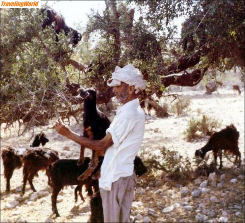 Marokko: 01  Aregonienbäume / 