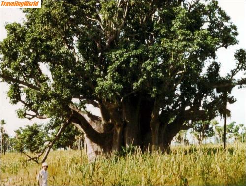 Senegal: 12 Ein Affenbrotbaum / 