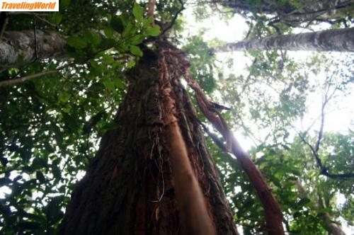 Madagaskar: Regenwald / 