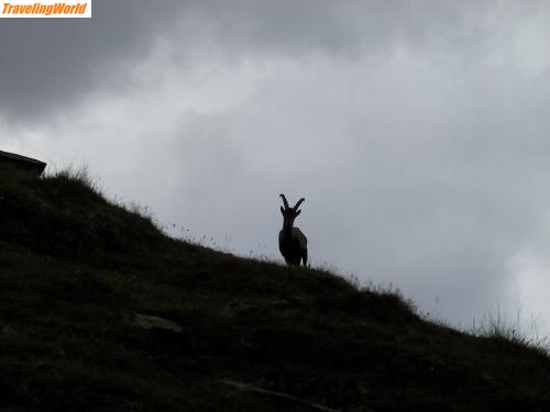 Schweiz: Steenbok Weisshornhütte / Steinbock-weibchen nahe Weisshornhutte