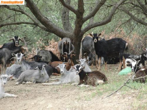 Albanien: Ziegen / Ziegenherde auf und neben der Strasse
