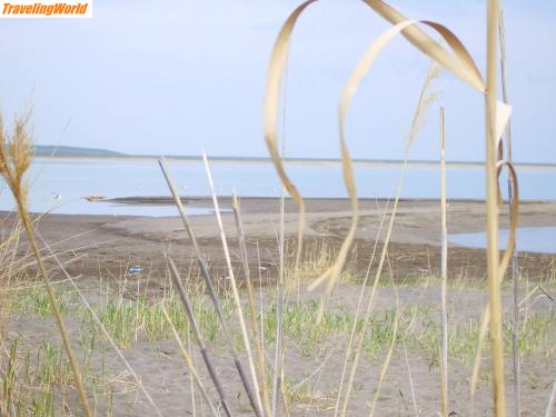 Kasachstan: IMGP0628 / Das weitgehend verschilfte Südufer des Balchaschsees