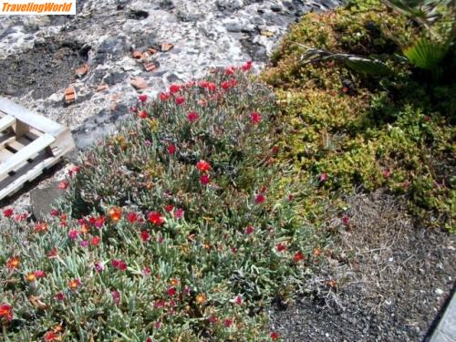 Spanien: Fuerteventura 03.07 025 / Kakteenblüte auf kargem Fels