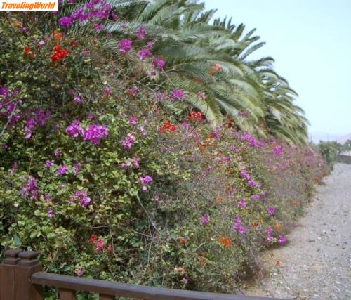Spanien: Fuerteventura 03.07 079 / Palmen und Bourgonvlla - wachsen leider nur mit künstlicher Bewässerung