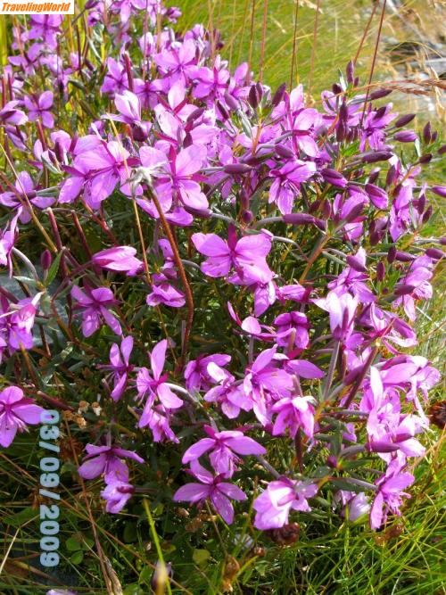 Schweiz: 16.Blumenpracht / Blumenpracht