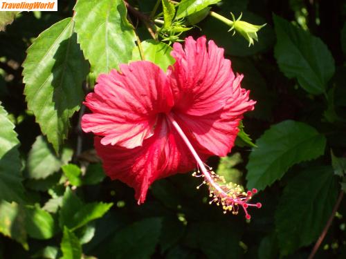 Sri Lanka: 100_4717 / 