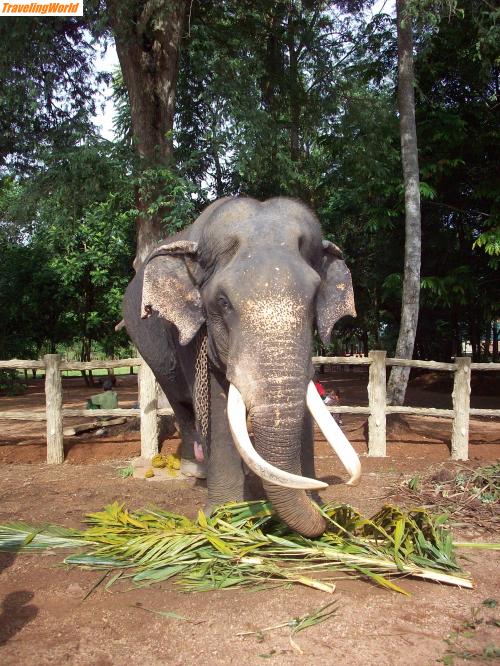 Sri Lanka: 100_4918 / 