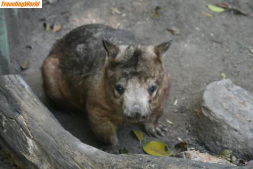 Australien: IMG_5068 (800x533) / Koala Sanctuary Wombat 14.11.2009