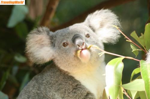 Australien: IMG_5075 (800x533) / Koala Sanctuary 14.11.2009