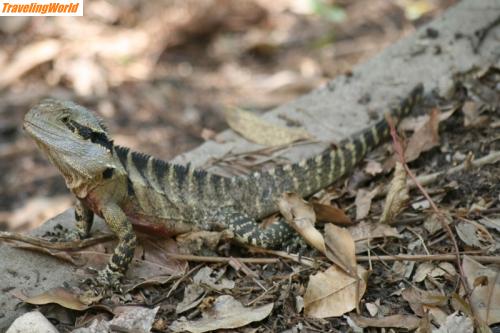 Australien: IMG_5037 (800x533) / Gekko oder Leguan oder so... 14.11.2009