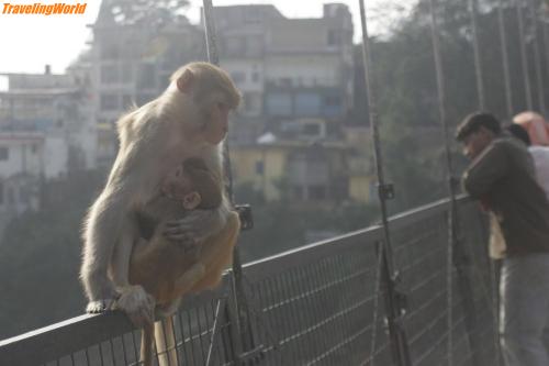 Indien: Rishikesh-77_kl / 