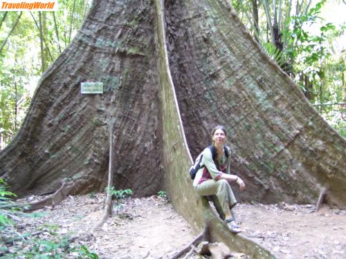 Thailand: P3050239 / die letzten Riesen