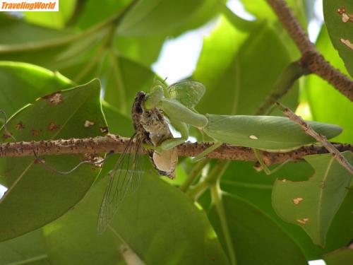 Thailand: P3130413 / was f&uuml;r eine Stille, danke Gottesanbeterin, la&szlig; sie Dir schmecken.