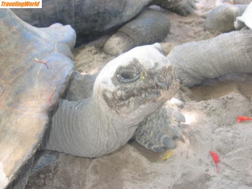 Seychellen: Seychellen Fotos 109 / Schldkröten auf Curieuse
