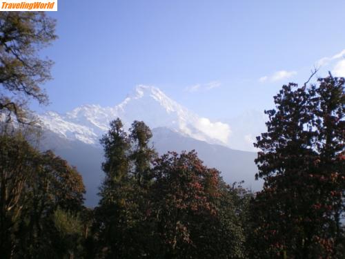 Nepal: IMGP0051 (FILEminimizer) / in den Bergregionen blüht noch der Rhododendron