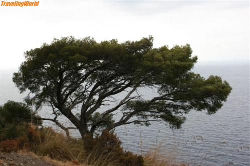 Italien: liguria09__282 (Small) / Pine Tree