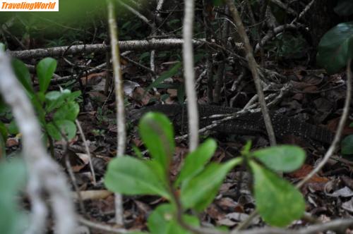 Australien: Wildlife_1 / 