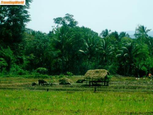 Sri Lanka: DSC06128 / 