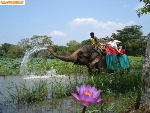Sri Lanka: DSC05948 / 