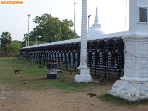 Sri Lanka: DSC05850 / 