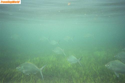 Malediven: 008_5A / 