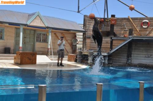 Australien: Zoo_Sealshow / 