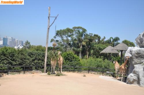 Australien: Zoo Giraffen / 