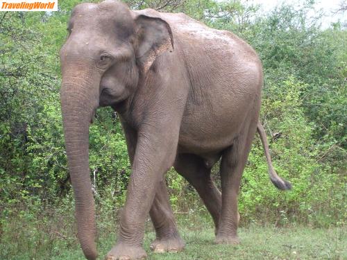 Sri Lanka: DSCF1171 / So nah hat man selten einen Elefanten in freier Wildbahn