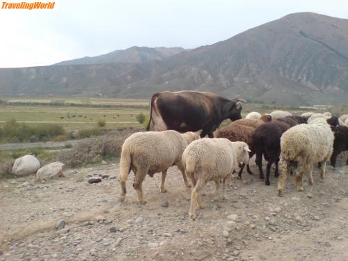 Kirgisistan: 024 / Hier haben die Kühe,Schafe und Ziegen \"Vorfahrt\" ...Straßenszene irgendwo zwischen dem Issyk Kul und Karakol.