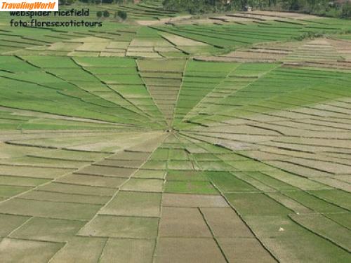 Indonesien: webspider ricefield  / Spinnenweb reisfelder