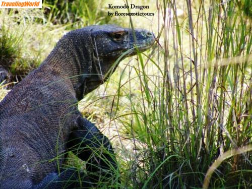 Indonesien: komodo dragon 22  / Komodo Waran