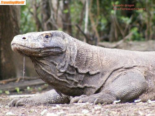 Indonesien: Komodo dragon 9 / 