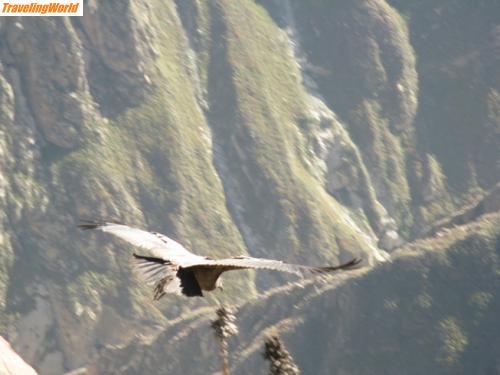 Peru: IMG_7489 / El condor pasa - Colca Canon