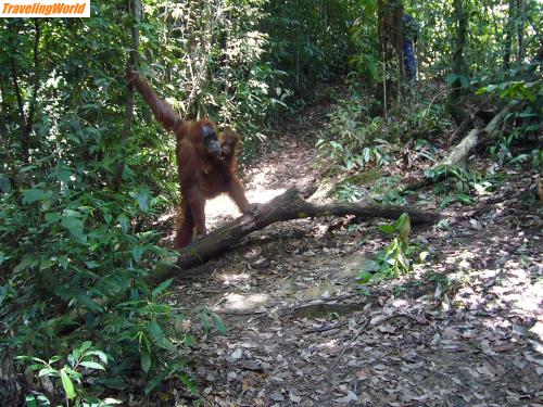 Indonesien: 03 Dschungel 15 / 
