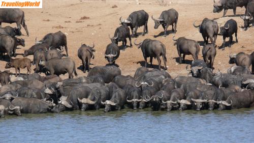 Simbabwe: P1010745 / und noch mehr. Trockenzeit im Hwange NP