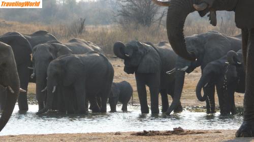 Simbabwe: P1020187 / Hwange NP, Big 100 (mindestens)