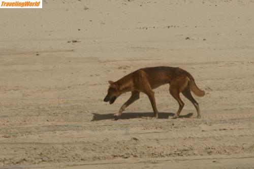 Australien: EC15 / Fraser Island