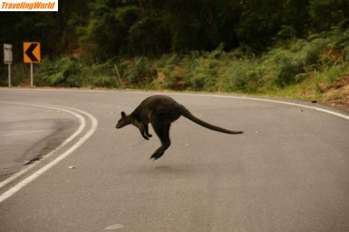 Australien: Great Ocean Road8 / Great Ocean Road