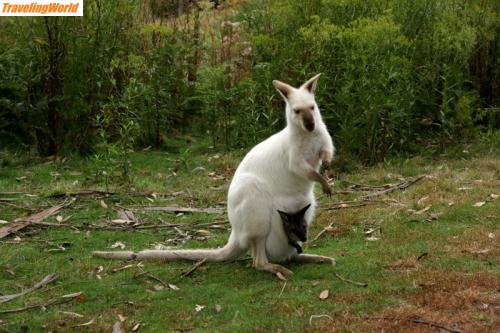 Australien: Tasmanien8 / Tasmanien