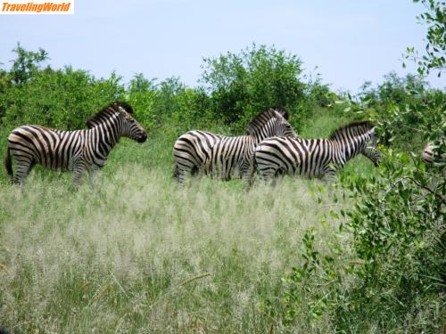 Sdafrika: DSC06541 / 