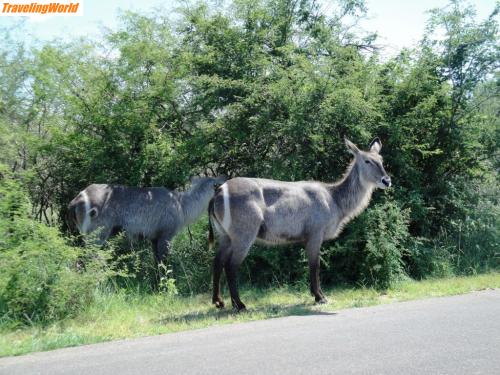 Sdafrika: DSC06388 / 