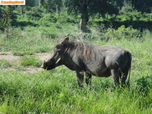 Sdafrika: DSC06413 / 