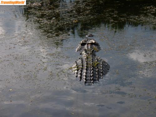 Australien: P9270187 / Krokodil